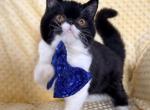 Sweet Tuxedo ESH Profile