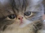 Levi Fluffington Profile