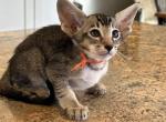Oriental Shorthair Profile