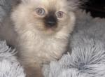 Ragdoll babies Profile
