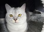 Silver Profile