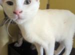 Misty's kitten 3 Profile