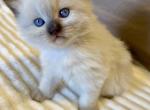 Wish Upon A Star Litter Profile