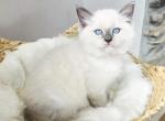 Ragdoll kittens Profile
