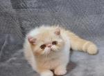Exotic Shorthair Kittens Profile