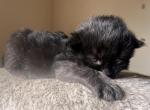 Long hair female kitten Profile