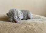 No 3 Blue Note Litter Profile