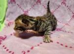Victoria's August Litter in Perris Profile