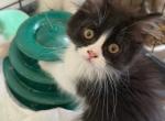 Felix Perdoll Persian x Ragdoll Profile