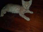 Cali kittens Profile