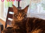 Nani From the Lilo and Stitch Litter Profile