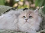 Blossom Profile