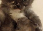 Neffaterri and Bagheera's litter Profile