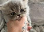 Mushu babies Profile