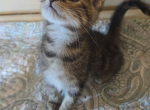 Honey Profile