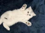 Evan silver shaded chinchilla british shorthair Profile