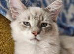 Simon of the Fairytales Litter Profile