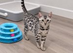 SLR Diamond Bengals Profile