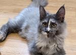 Giselle Everythingcoon Profile