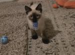Seal point balinese kitten Profile
