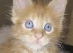XXL Size European Maine Coon Kitten Strong Bones Profile