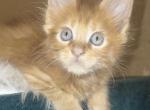 DIESEL  RED SOLID LYNX RUNE CODE CATTERY Profile