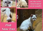 Wazis kittens Profile