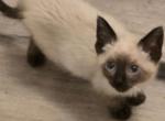siamese kittens Profile