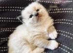Mittens RESERVED Profile
