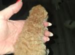 Tica selkirk Rex kittens Profile