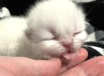 Priscillas litter Profile