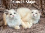 Major & Colonel Profile