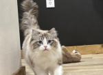 Fluffies boy Profile