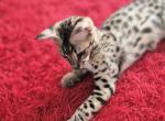 F2 Savannah littens Profile