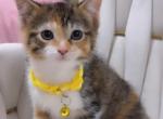 Beautiful litter of kittens Profile