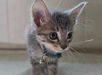 Stray kittens Profile