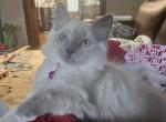 Grey's Summer Litter Profile