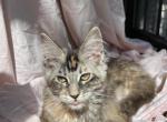 Irene Litter I Profile