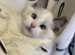 TICA Blue Bicolor Boy Brooks Profile
