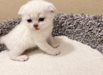 American Bobtail X Scottish Profile