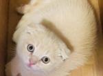 Cappuccino ScottishFold Kitten Profile