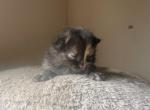 Tortoiseshell kitten Profile