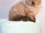 The Royal Court Litter Profile