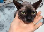 Sphynx male Profile