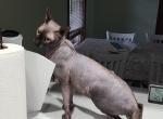 Sphynx male Profile