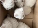 Siamese and american bobtail mix kittens Profile
