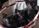 Kittens available Profile