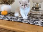 ESH kittens Profile