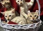 Hibernian Lynx Kittens Profile