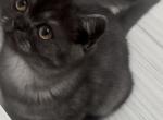 Whiskers Kittens Profile